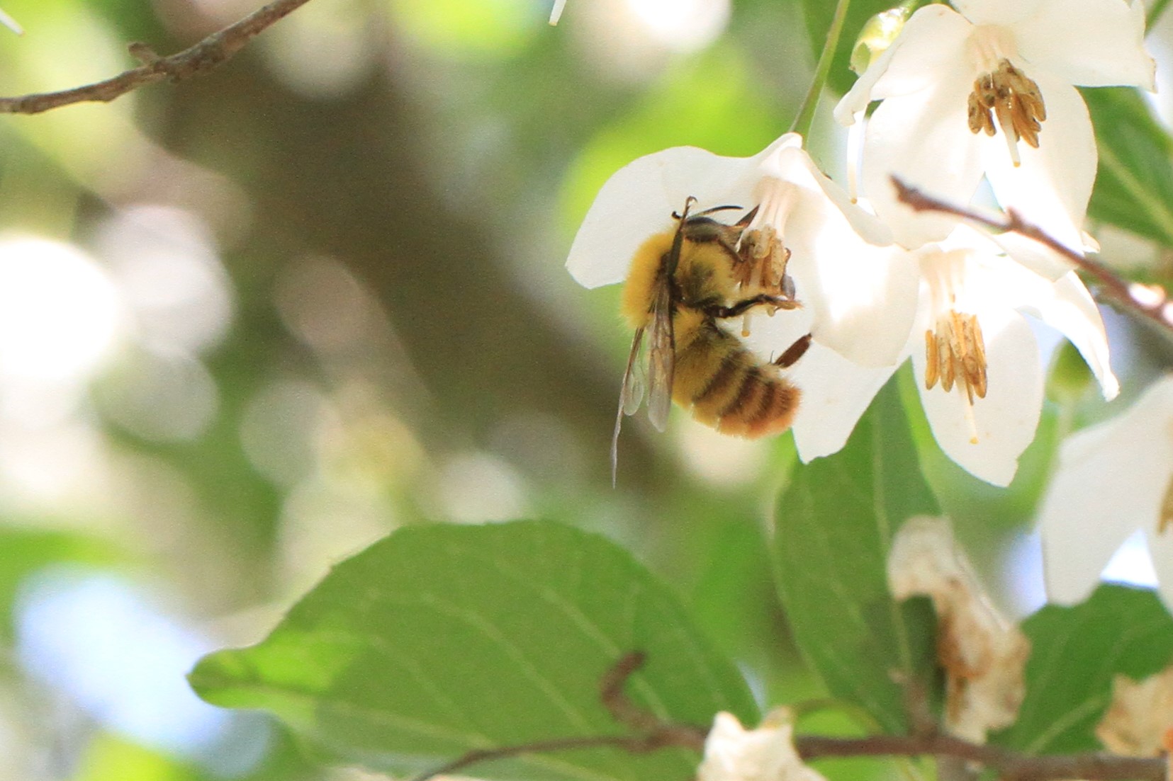 ミツバチサミット2023開催決定 | ミツバチサミット