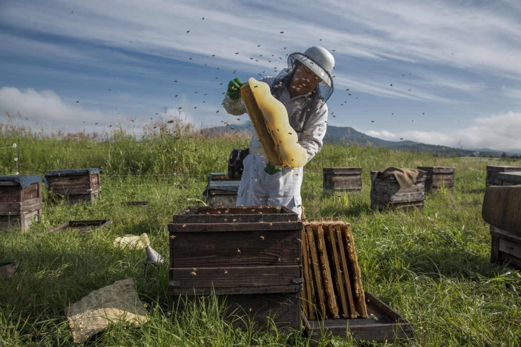 坂東忠則さんが巣板を押し下げるように蜂を払うと、音を立てて蜂が落ちる。北海道